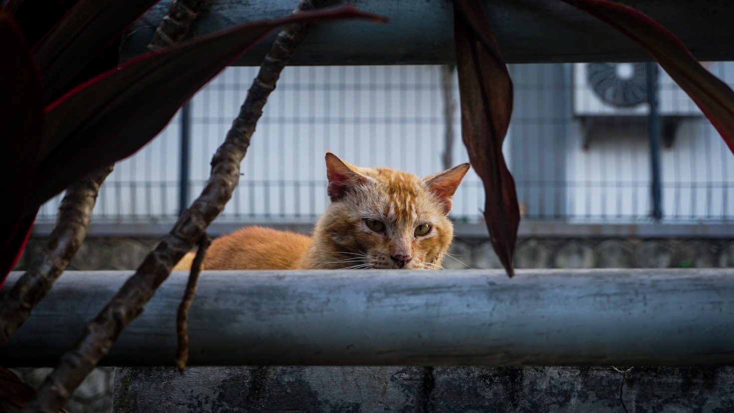 Voordelen van natuurlijke voeding voor honden en katten