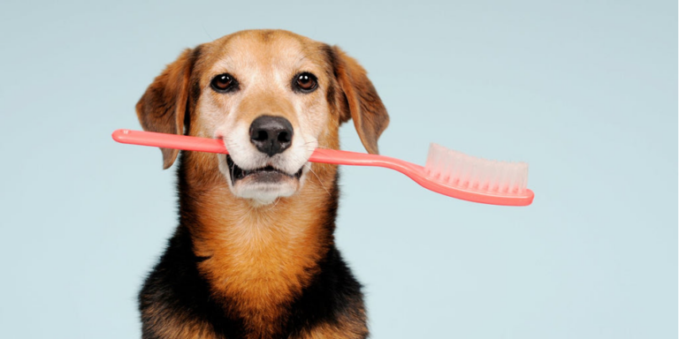 Help! Moet ik de tanden van mijn hond poetsen?